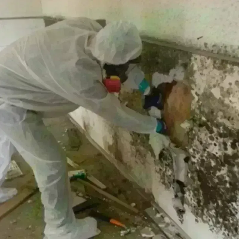 Mold Remediation and Removal in Angelina County, TX